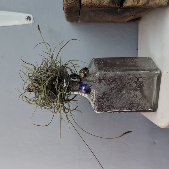 Air Plant Display - Picture 1 of 4